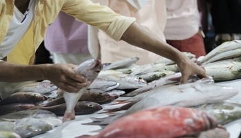 الامم المتحدة تطلق لوحة متاحة للجمهور لمتابعة الأسواق اليمنية وتحسين بيانات موثوقة حول الامن الغذائي والإنذار المبكر في البلاد