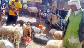 "الدجاج" بديلا للأضحية