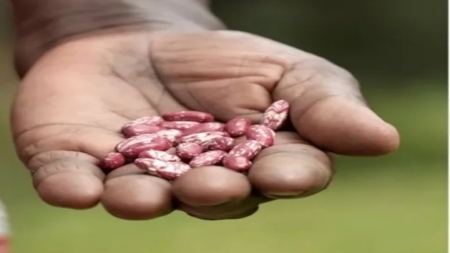 يقال "المعدة بيت الداء"، فماذا لو كان الغذاء مصدر الدواء أيضاً؟