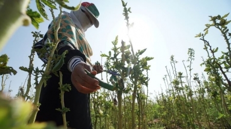الزراعة والاقتصاد اليمني