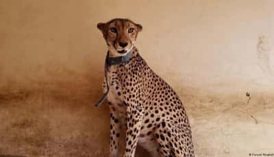 اليمن: حيوانات مهددة بالانقراض ضحية الحرب والإهمال وعدوانية الإنسان