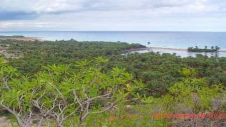 اليمن: سقطرى تكافح نبات السيسبان بحملة مجتمعية