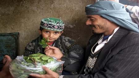 تقرير: القات.. نبتة الشيطان في اليمن