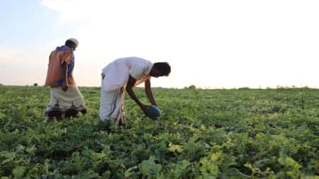 اليمن: مزارعون يشكون من خسائر فادحة بسبب التغيرات المناخية
