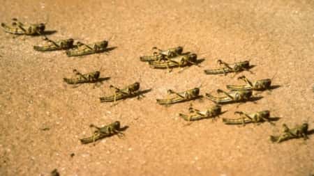 اليمن: "الفاو" تتوقع عودة مبكرة للجراد الصحراوي في سواحل البحر الأحمر وخليج عدن