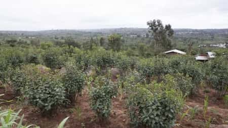 اليمن: قرار بمنع دخول القات إلى سقطرى