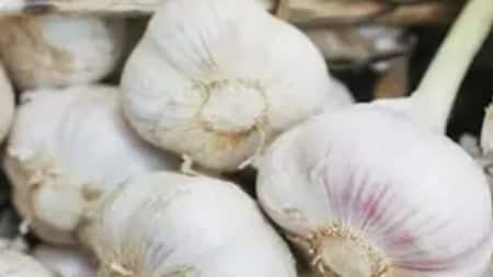 صحة: ‫الثوم يقوي ‫المناعة والأعصاب