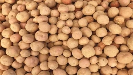 تصدير البطاطس المصرية إلى آسيا غير متأثر بأزمة البحر الأحمر