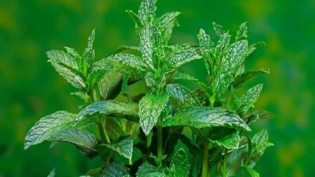 فوائد وأضرار النعناع