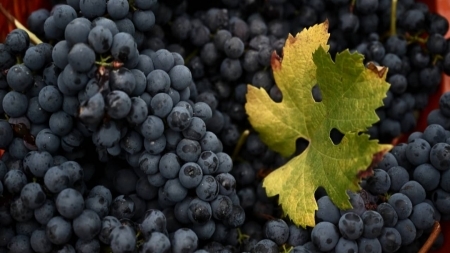 تجدها في العنب والرمان.. فوائد صحية كبيرة لهذه الصبغة الداكنة